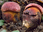 Boletus permagnificus