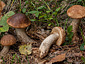 Leccinum scabrum