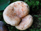 Lactarius fraxineus