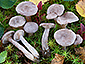 Lactarius glyciosmus