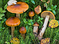 Cortinarius septentrionalis