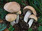 Hebeloma sinapizans