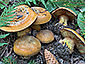 Cortinarius elegantior