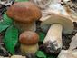 Boletus reticulatus