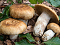 Russula illota