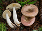 Russula nauseosa