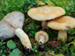 Lactarius repraesentaneus