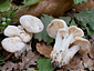 Lactarius azonites fo. virgineus