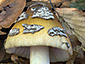 Amanita ceciliae