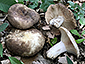 Russula albonigra