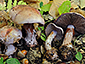 Cortinarius rufo-olivaceus var. vinosus