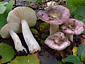 Russula pelargonia