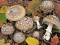 Amanita pantherina