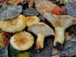 Lactarius evosmus