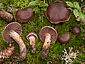 Cortinarius brunneus