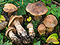 Cortinarius bovinus