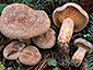 Lactarius quieticolor