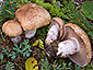 Cortinarius variecolor