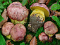 Boletus regius