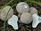 Lycoperdon perlatum