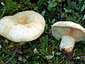 Lactarius dryadophilus