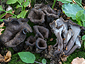 Craterellus cornucopioides