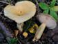 Lactarius flavopalustris