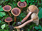 Lactarius sphagneti