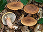 Lactarius rubrocinctus