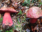 Boletus rubrosanguineus