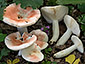 Russula persicina