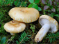 Lactarius tuomikoskii