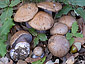 Cortinarius purpurascens