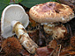 Tricholoma matsutake