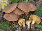 Suillus lakei