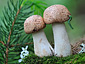 Agaricus langei