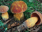 Boletus luridus