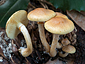 Gymnopilus penetrans