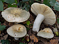 Russula pseudoaeruginea