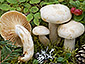 Hygrophorus karstenii