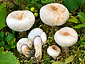 Lactarius pubescens