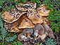 Cortinarius subrubrovelatus