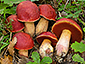 Boletus dupainii