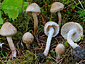 Inocybe bongardii