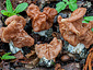 Gyromitra fastigiata