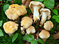 Cantharellus cibarius