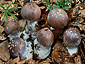 Cortinarius praestans