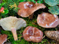 Lactarius hysginus