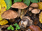 Cortinarius strenuipes