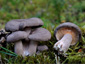 Lactarius mammosus